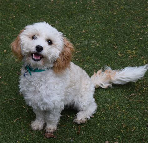 rspca battersea dogs for rehoming.